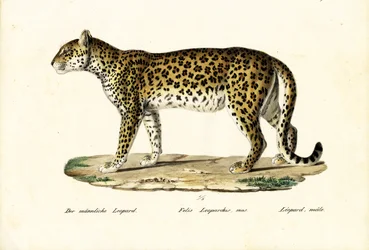 Léopard, 1824